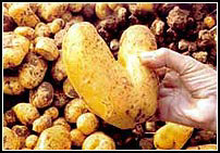 No estamos s�lo ante un documental, ni ante una "road movie", ni ante... �qu� es lo �ltimo de Agnes Vard�?