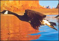 La belleza de las im�genes no nos distrae de la dureza del recorrido que realizan las aves.