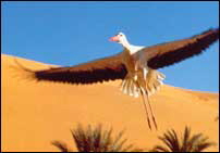 Una pel�cula bell�sima sobre una lucha tit�nica. Mucho m�s que un documental t�pico de televisi�n.